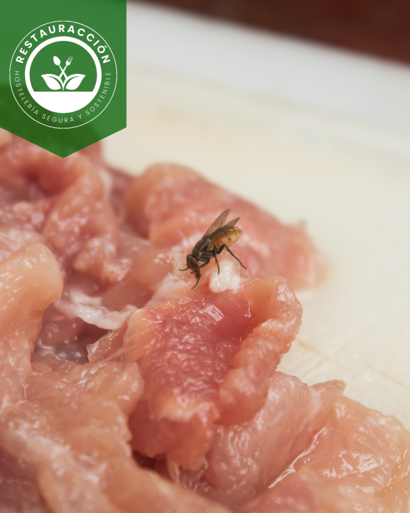 carne fresca de pollo con moscas que puede dar lugar a contaminación cruzada por malas prácticas de manipulación